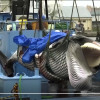 退出國際捕鯨委員會5年後，日本捕撈範圍擬擴大到長鬚鯨
