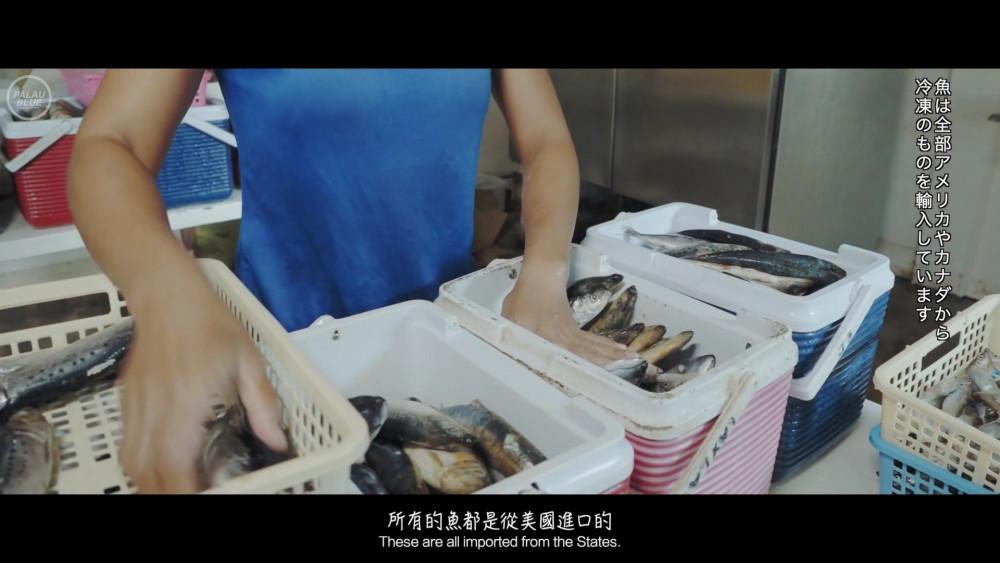 C:UsersappleDesktop窩窩+泛科學文章窩窩窩窩#6-帛琉海豚灣,是海豚的天堂還是地獄使用的圖片海豚灣.JPG