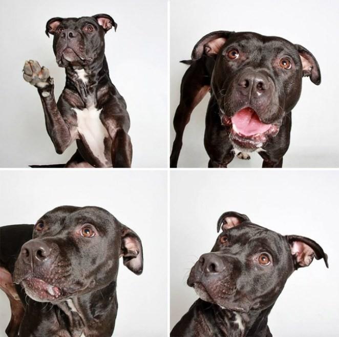 adopted dog teton pitbull humane society utah 9 e1428312150843