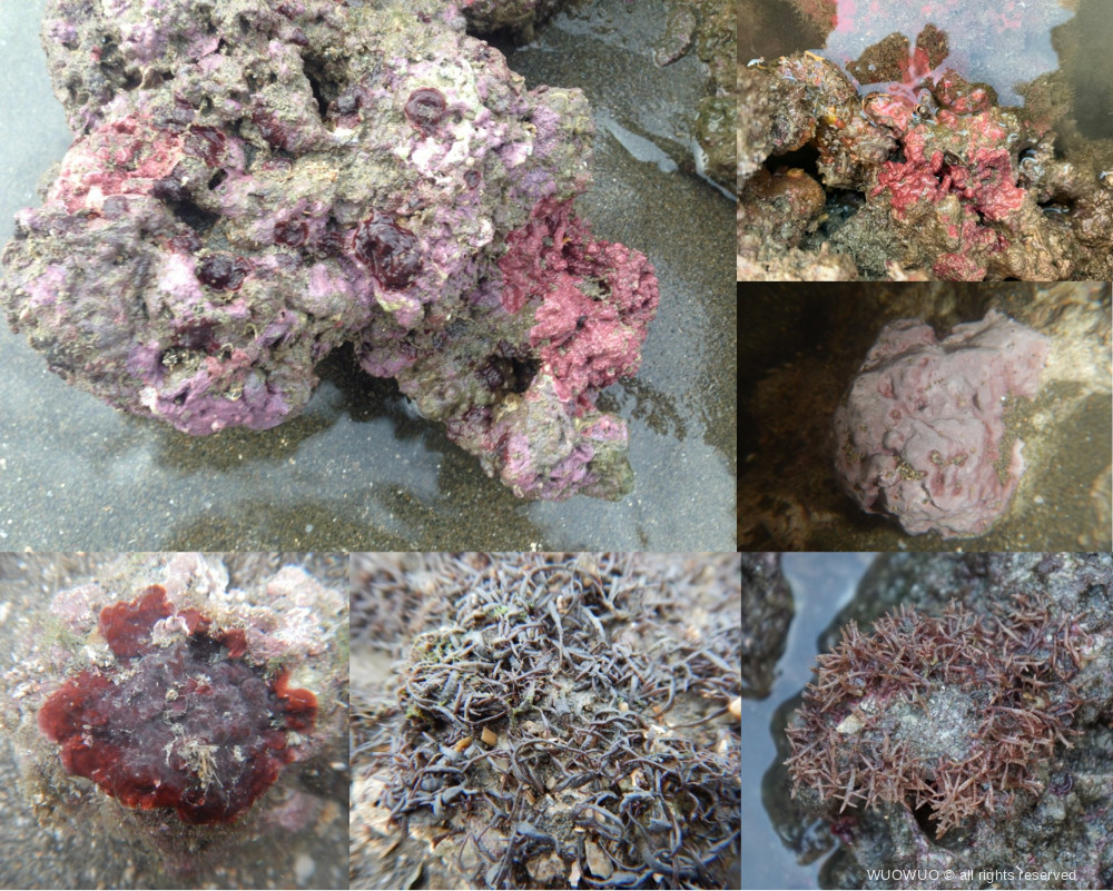 藻礁繽紛的大型藻 1