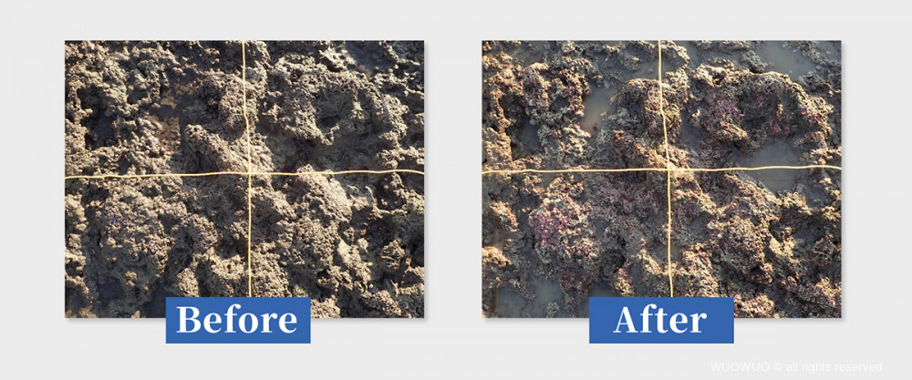 藻礁文章02篇 挖開泥沙比較圖