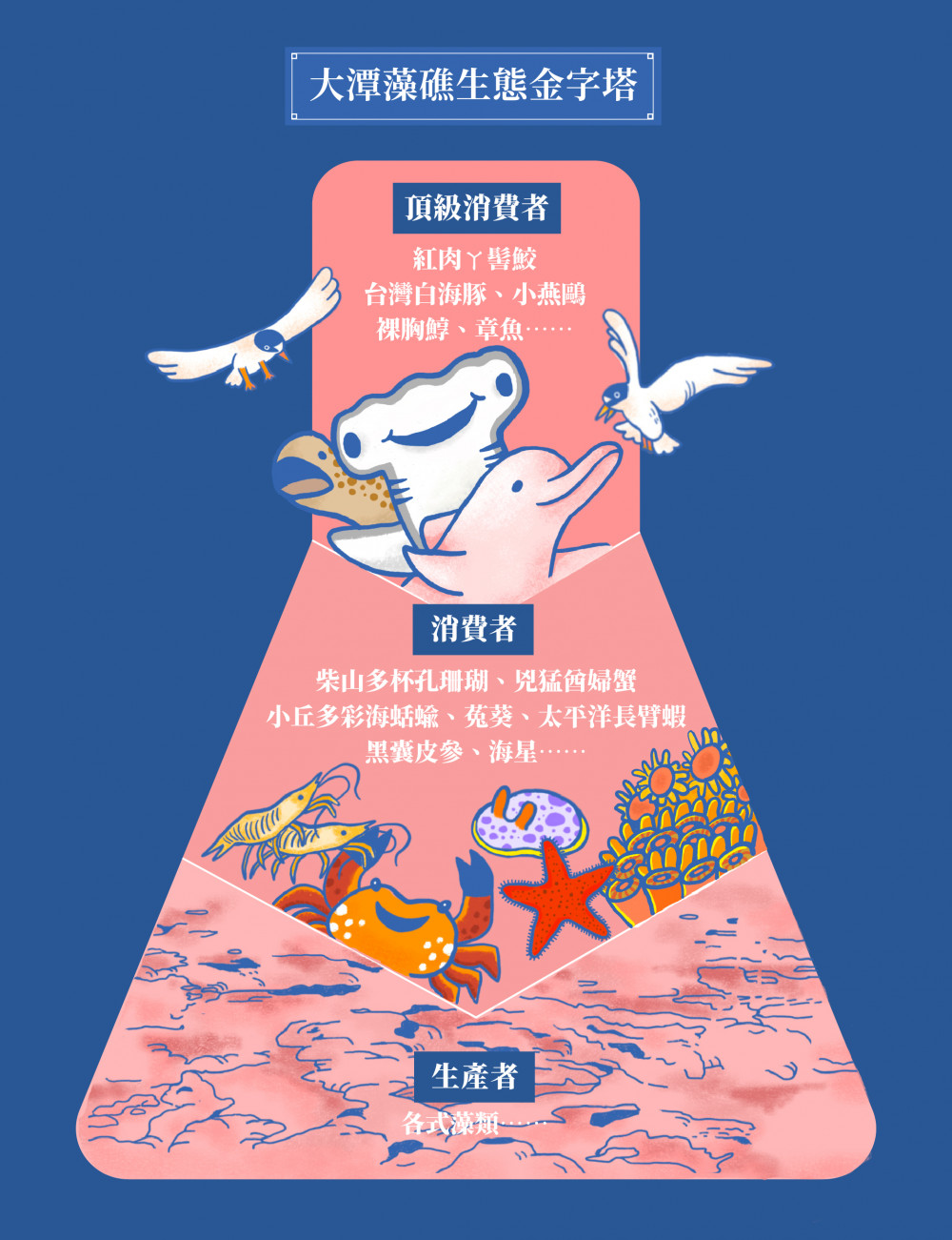 藻礁文章03篇 大潭藻礁生態金字塔