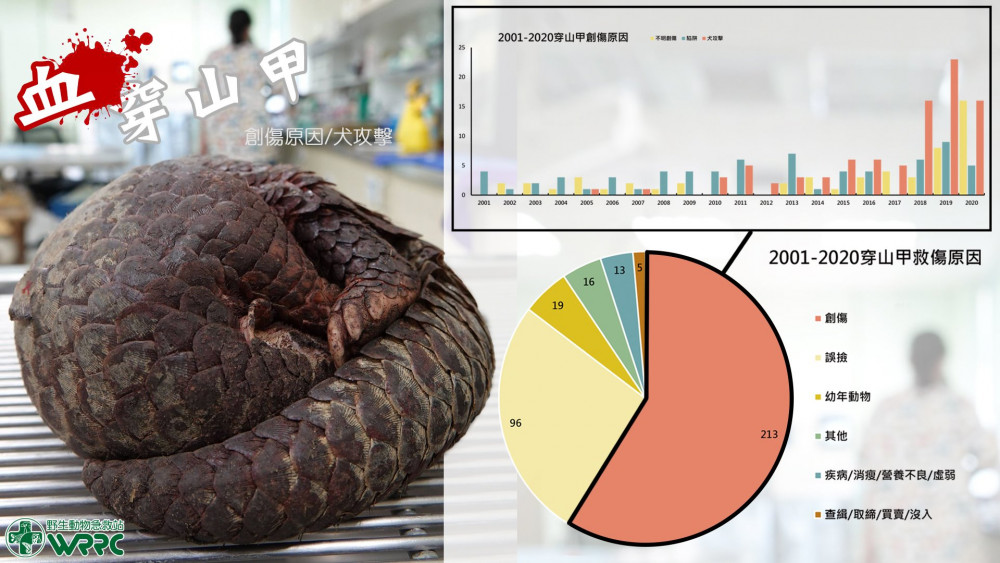 內文圖3 野生動物急救站統計遭犬隻攻擊的穿山甲數量