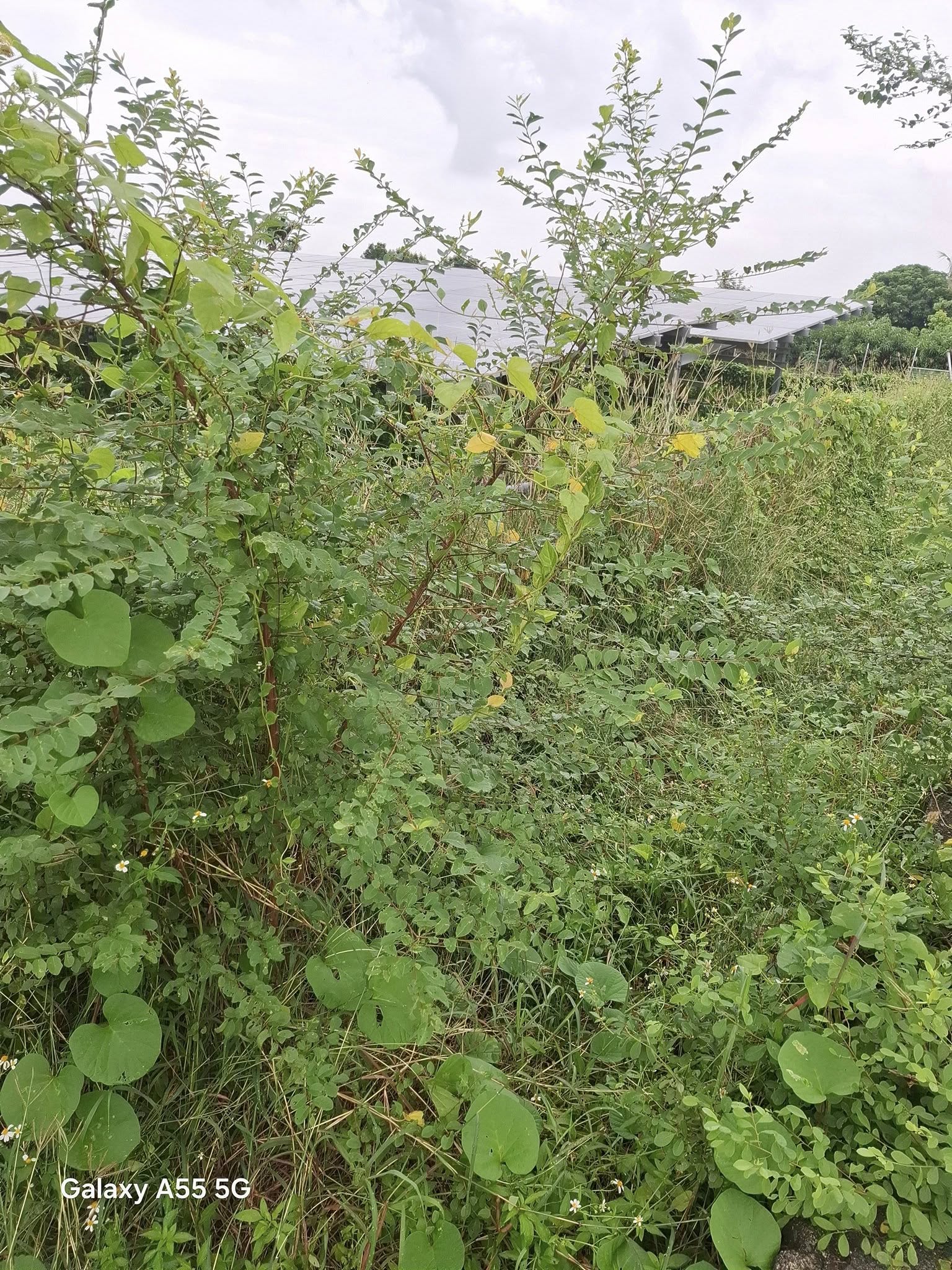 555630091 25450138384572736 7498674036381595083 n