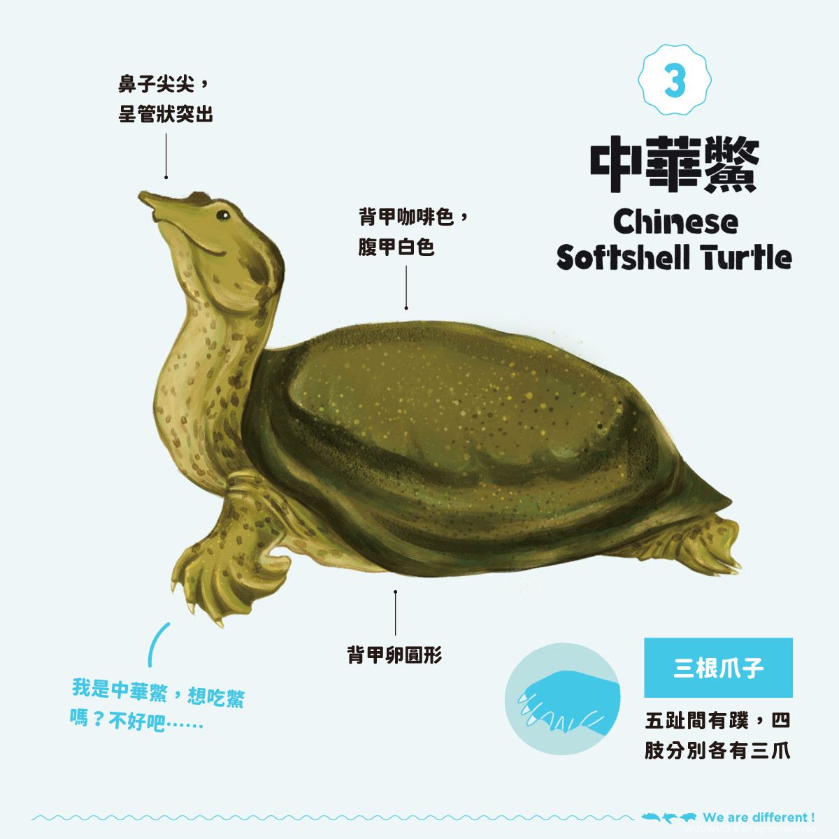 【我才跟牠不一樣!】豬鼻龜、革龜、中華鱉? - 窩窩|專注為動物發聲的獨立媒體