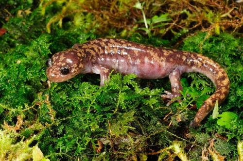 Asiatic salamander01