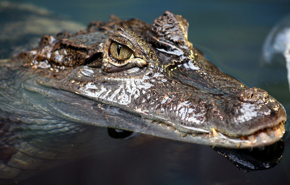 1600px Spectacled caiman by Keven Law