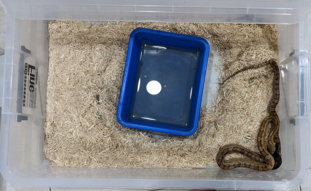 20220915捕蜂捉蛇圖7