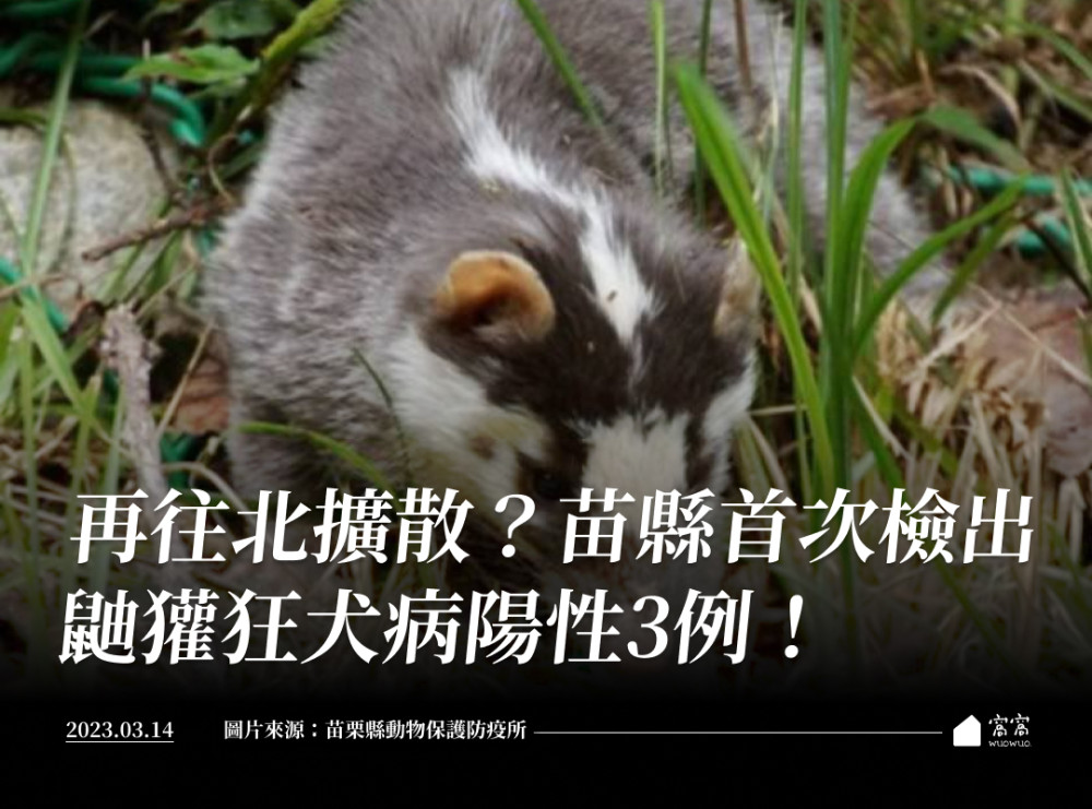 再往北擴散？苗縣首次檢出鼬獾狂犬病陽性3例！ - 窩窩｜專注為動物發聲的獨立媒體