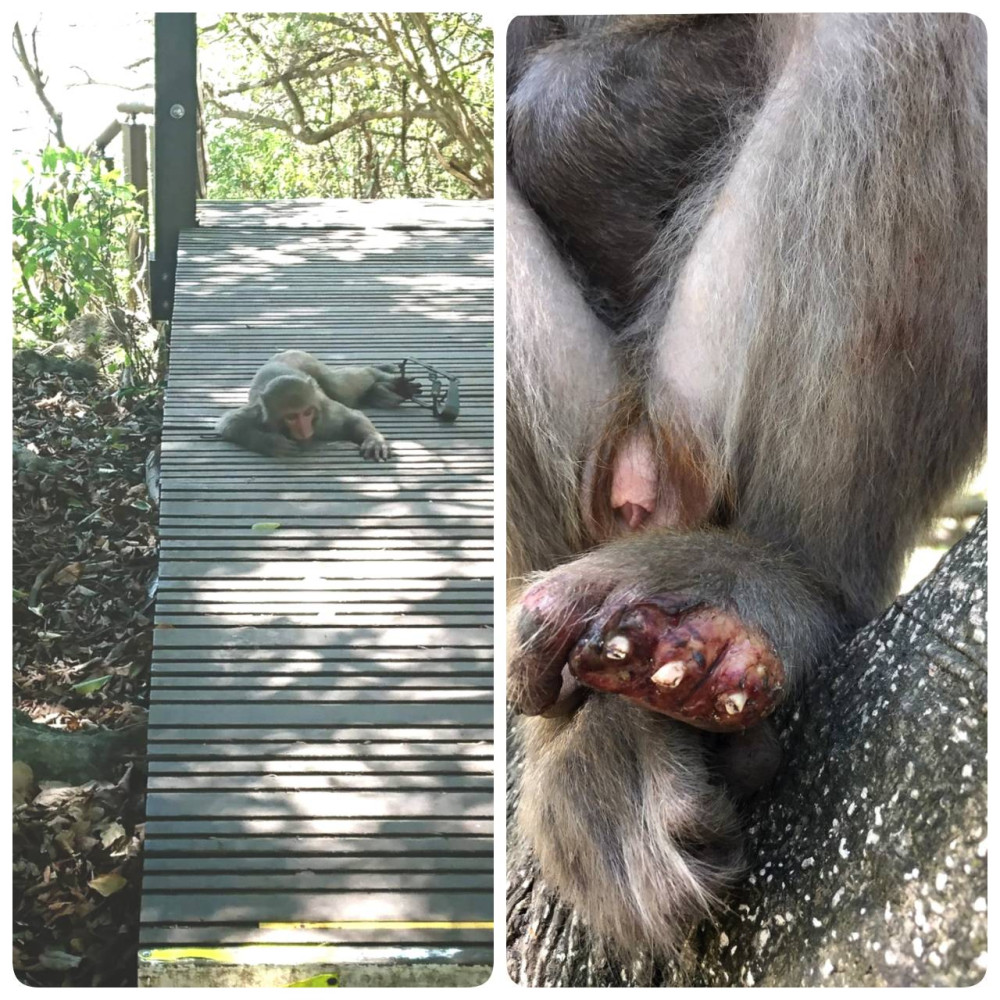 1122台灣獼猴斷掌