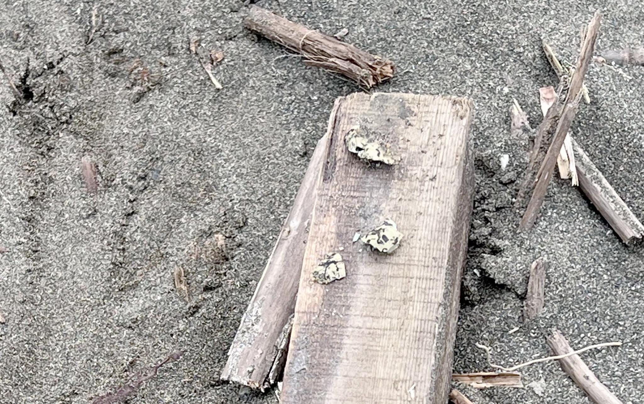 20260421 breedingbird 01