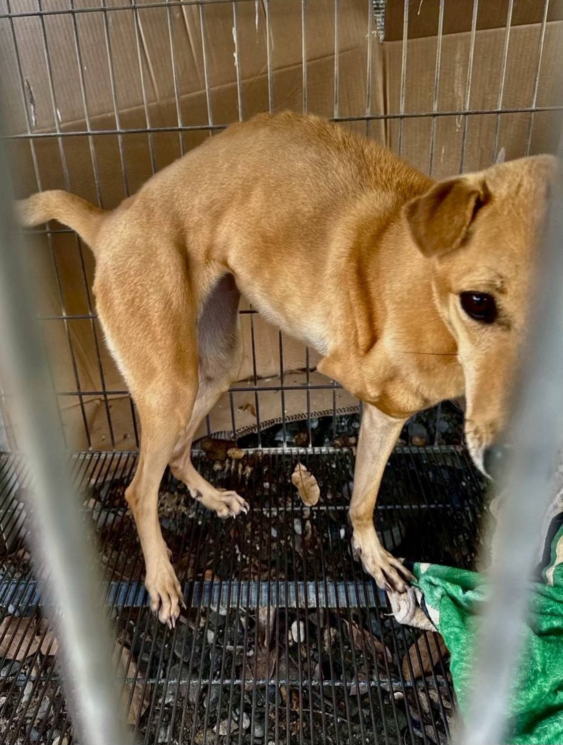 20260427 dogshelter 01