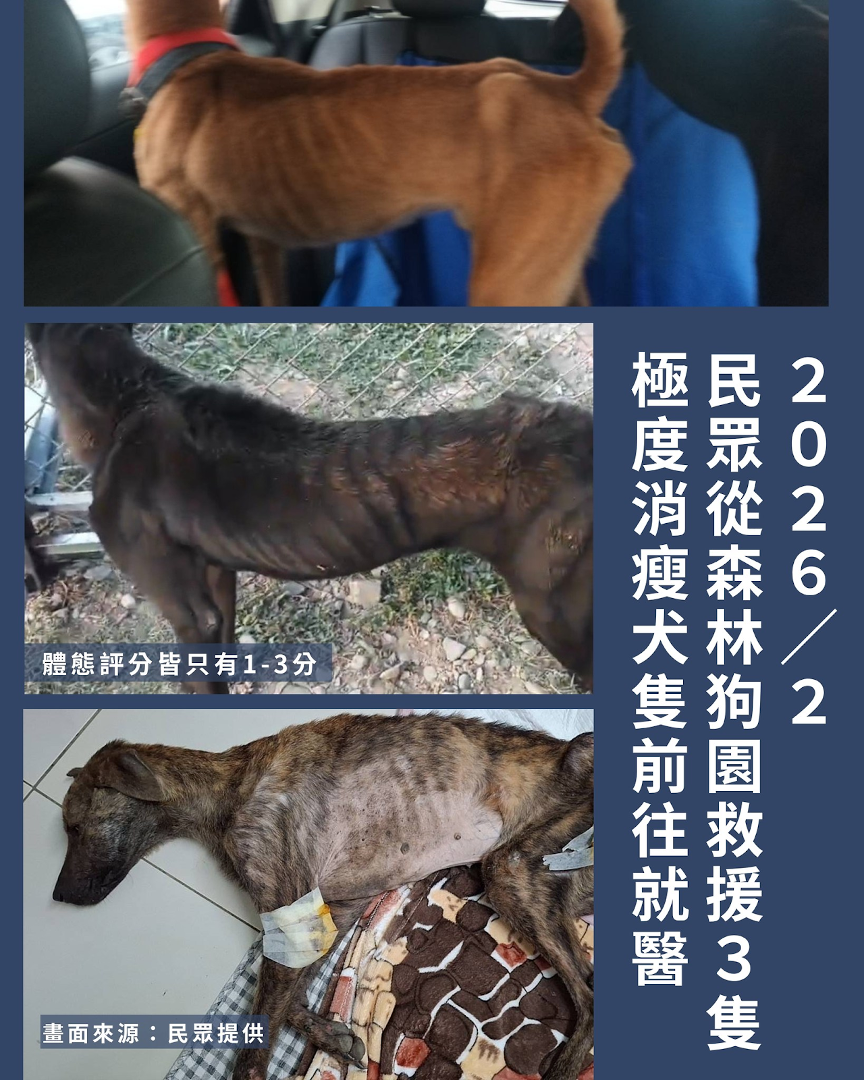 20260427 dogshelter 03