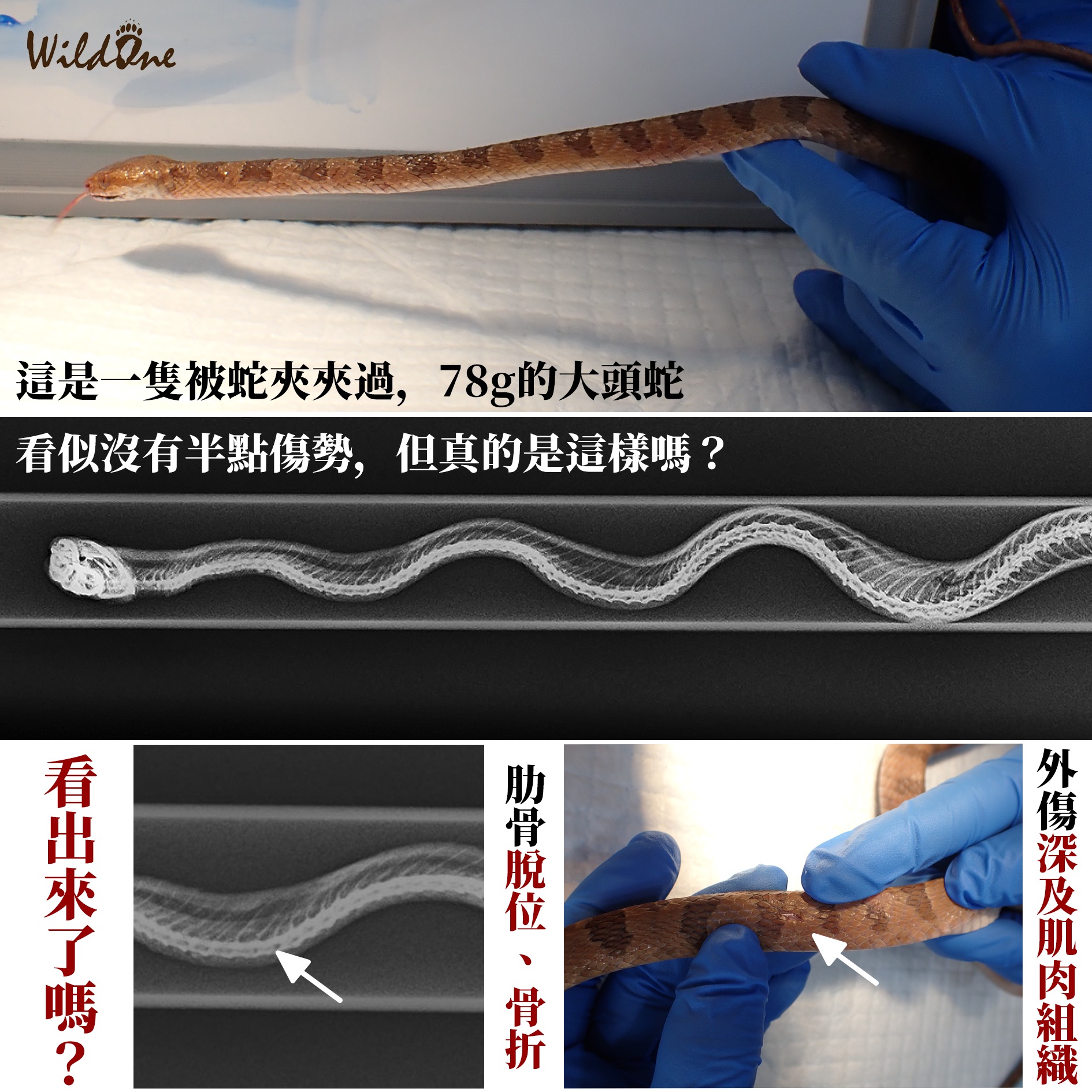 20260515 catchsnake 02