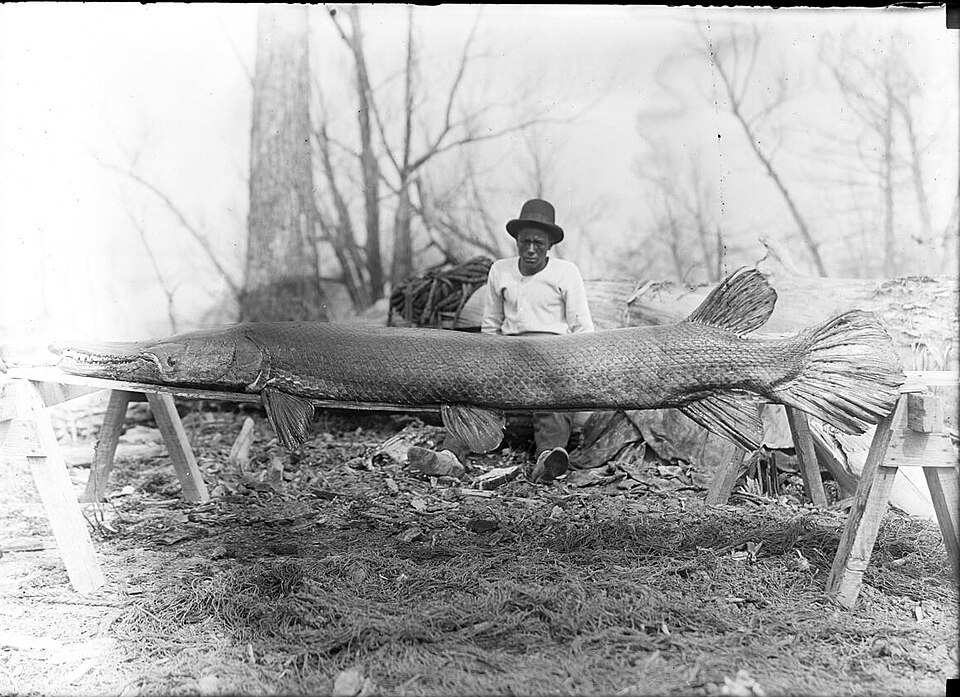 20260528AlligatorGar002