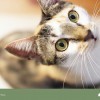 解密！最常見的貓咪眼睛疾病——角膜結膜炎｜眼科獸醫專訪