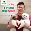 蝦密！小型犬牙齒問題有夠多！ 讓杜瑪鍾院長為您解答。