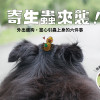 外出遛狗，當心引蟲上身，飼主請注意這六件事！