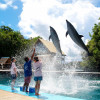 拯救血色海灣的海豚，卻成另一個終生圈養的展演聖地——帛琉海豚灣（上）