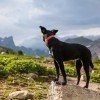 陳民峰｜談流浪犬隻對人、環境與野生動物的影響與衝突面面觀