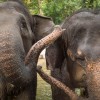 表演對動物園而言意味著甚麼？從新加坡動物園思辨起