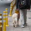 衛福部除了「總柴」外還有牠——淺談導盲犬在台灣的權益現況