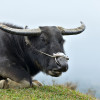 擎天崗的牛牛好可憐？詳解外來種亞洲水牛於陽明山的存續問題