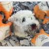 土耳其大地震狗狗受困60小時 救難隊從瓦礫堆挖出