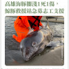 高雄海豚擱淺1死1傷，鯨豚救援站急募志工支援