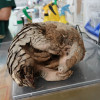 「人類最忠實的朋友」竟成為保育類動物殺手──犬殺問題多嚴重？