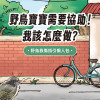 野鳥救傷指引懶人包｜野鳥寶寶需要協助！我該怎麼做？
