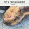 兔耐的夢魘（下）——那些兔子被漠視的悲劇遭遇