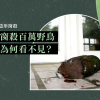 每年窗殺百萬野鳥，人們為何看不見？