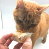 「貓飲食，怎麼吃」獸醫師：沒有最完美的配方？