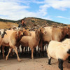 世界屋脊 西藏 野生動物樂園 復育見成效
