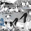 【埃及聖䴉 二部曲：落地生根】族群暴增100倍，埃及聖䴉對生態的致命干擾