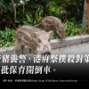 野豬襲警，港府祭撲殺對策，遭批保育開倒車
