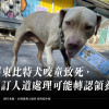 屏東比特犬咬童致死，原訂人道處理可能轉認領養