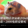 香港寵物店倉鼠確診Delta病毒，2000隻將安樂死