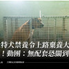比特犬禁養令上路棄養大增！動團：無配套恐關到死