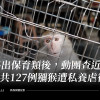 踢出保育類後，動團查近3年共127例獼猴遭私養虐待