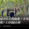 終結495天的圈養，大雪山公熊7-11回歸山林，不出一個月卻遇害