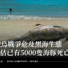 俄烏戰爭危及黑海生態  初估已有5000隻海豚死亡