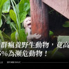 社群瘋養野生動物，竟高達65％為瀕危動物！