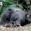 野保法禁不禁山豬吊？看見動物福利、在地文化與需求的共存困局