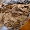 印尼走私5900隻穿山甲計1.2噸鱗片 目的地：中國