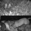 遊蕩犬夜襲草鴞巢，親鳥無奈叼屍體離開傷心地（更新：農業部回覆）