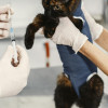 家貓狂犬疫苗免打新規公布 獸醫批決策輕率