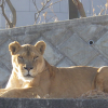 東京3獅疑不敵高溫亡  多摩動物公園暫停獅子展演