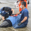 屏東小虎鯨集體擱淺 4死餘7評估後野放